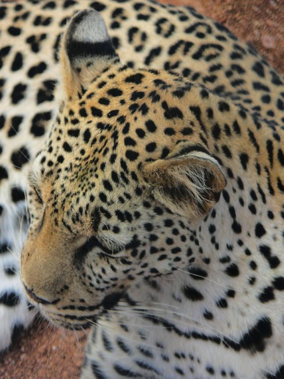 leopard 